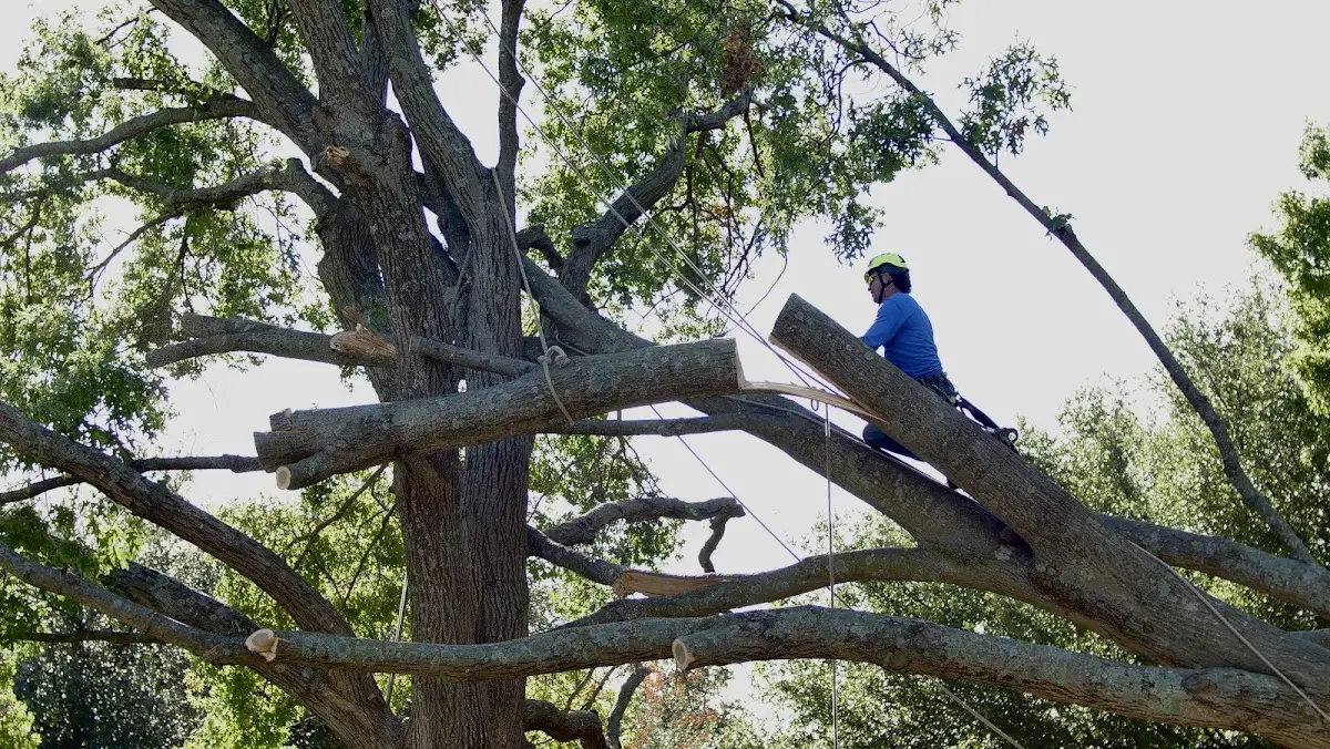 Professional Crown Thinning performed by certified arborists in North Eastham