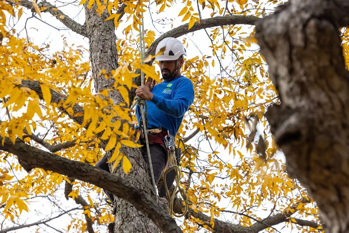 Skilled Tree Planting crew working in North Eastham